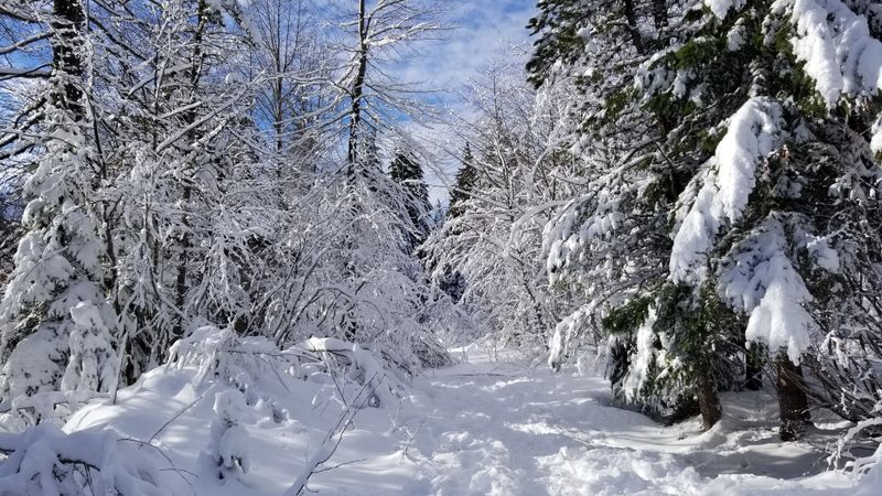 Snowshoeing trails on Mt. Hood near Government Camp, Oregon